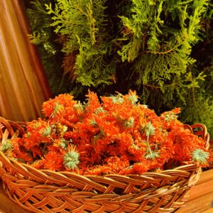 Сушена Колендула